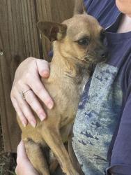 Found/Stray Male Dog last seen 15th and 33rd Bristol park area, Edmond, OK 73012