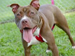 Shelter Stray Female Dog last seen Near BLOCK JACKSON BLUFF RD, TALLAHASSEE FL 32304, 1125 Easterwood Dr, Tallahassee, FL 32311, USA
