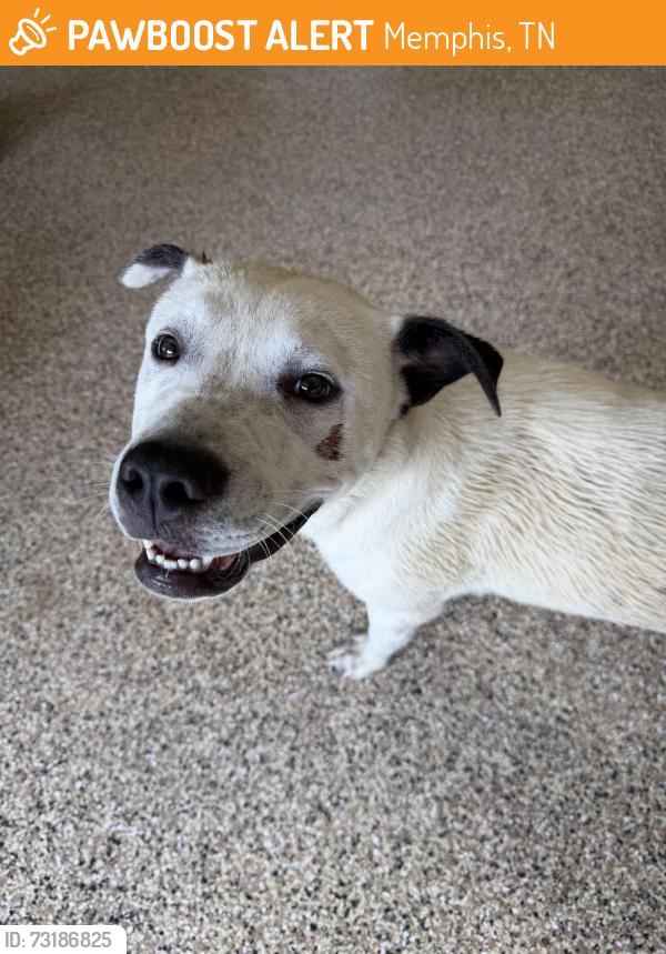 Found/Stray Male Dog last seen Hwy 64 and Cherry Rd. Eads, Memphis, TN 38028