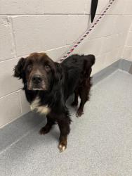 Shelter Stray Male Dog last seen Near, 2600 S Harding St, Indianapolis, IN 46221, USA