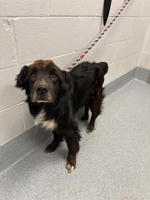 Shelter Stray Male Dog last seen Near, 2600 S Harding St, Indianapolis, IN 46221, USA