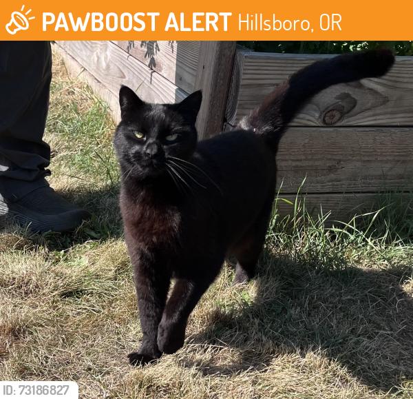 Found/Stray Unknown Cat last seen W Main St, Hillsboro, near downtown, Hillsboro, OR 97124