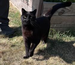 Found/Stray Unknown Cat last seen W Main St, Hillsboro, near downtown, Hillsboro, OR 97124