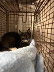 Shelter Stray Male Cat last seen , West Valley Animal Shelter, 20655 Plummer St, Chatsworth, CA 91311, USA