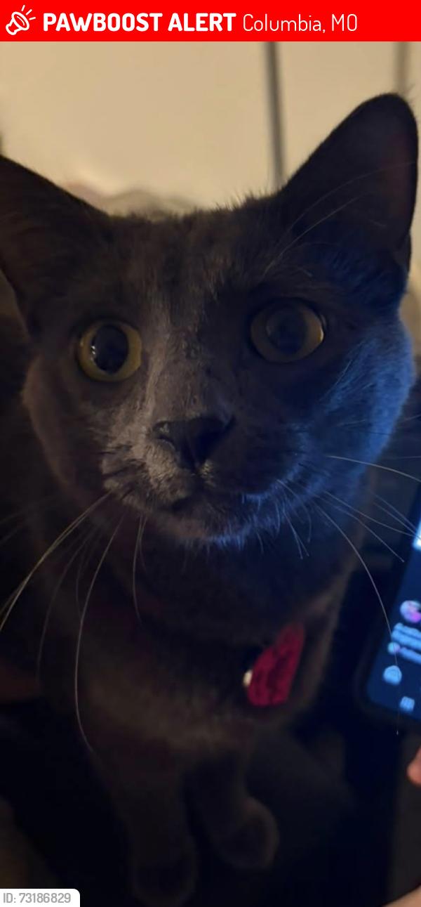 Lost Male Cat last seen Columbia Performing Arts Center, Columbia, MO 65203