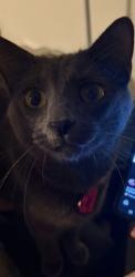 Lost Male Cat last seen Columbia Performing Arts Center, Columbia, MO 65203
