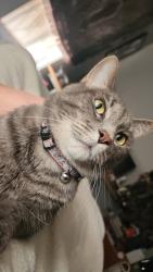 Reunited Female Cat last seen Miner & northwest hwy, Des Plaines, IL 60016