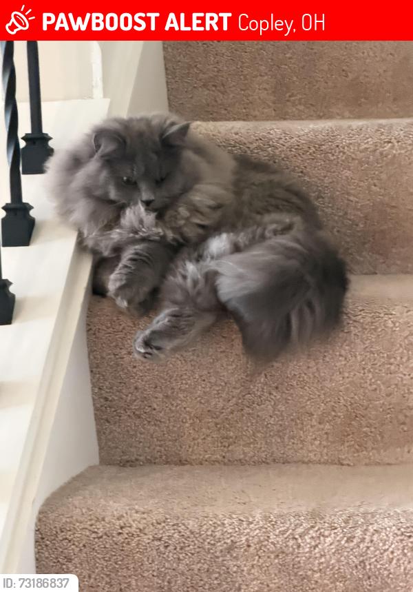 Lost Female Cat last seen Millers Farm Neighborhood, Copley, OH 44321