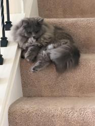 Lost Female Cat last seen Millers Farm Neighborhood, Copley, OH 44321