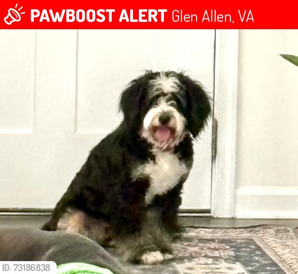 Lost Female Dog last seen Woodside Farms Cedar Lane, Glen Allen, VA 23059