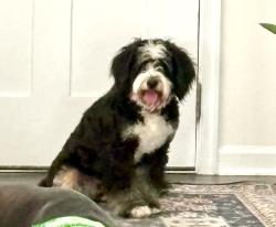Lost Female Dog last seen Woodside Farms Cedar Lane, Glen Allen, VA 23059