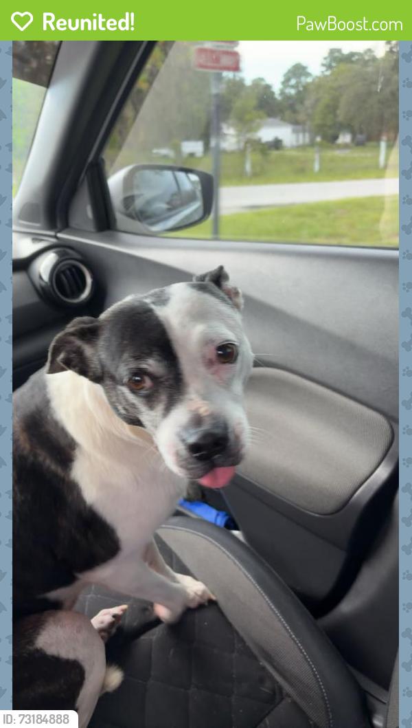 Reunited Female Dog last seen Lancer and Akins, Shady Hills, FL 34610