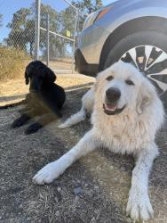 Found/Stray Unknown Dog last seen Durham pentz rd and pentz rd, Oroville, CA 95965