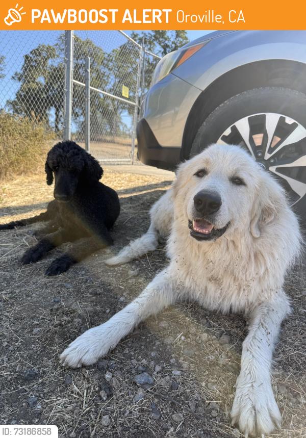 Found/Stray Unknown Dog last seen Durham pentz rd and pentz rd, Oroville, CA 95965