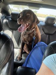 Reunited Female Dog last seen Shady Shores Elementary, Denton, TX 76208