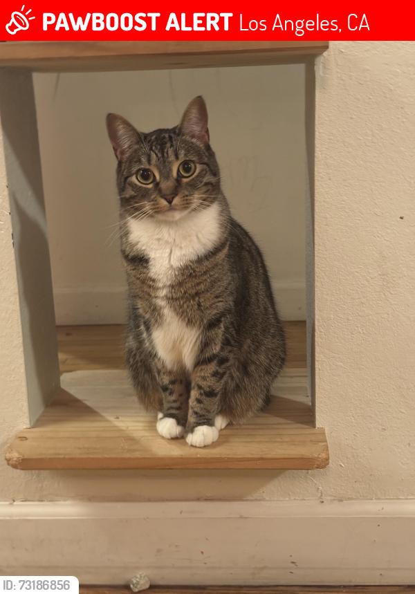 Lost Female Cat last seen Griffin Ave and E Avenue 32, Lincoln Heights, Los Angeles, CA 90031