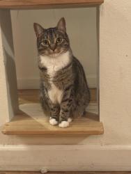 Lost Female Cat last seen Griffin Ave and E Avenue 32, Lincoln Heights, Los Angeles, CA 90031
