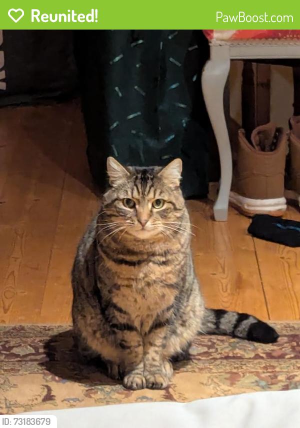 Reunited Male Cat last seen Jews Wood, behind Coombe Dean school, Plymouth, England 
