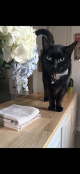 Reunited Male Cat last seen Sylvan st, Danvers, MA 01923