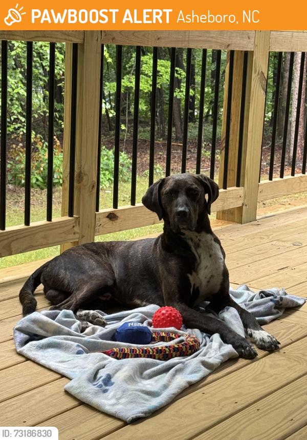 Found/Stray Male Dog last seen Close to Route 64 Diner, Hwy 64 before Asheboro, Asheboro, NC 27205