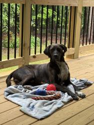 Found/Stray Male Dog last seen Close to Route 64 Diner, Hwy 64 before Asheboro, Asheboro, NC 27205