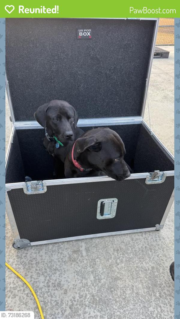 Reunited Male Dog last seen Parris bridge rd, Spartanburg county district 2 office, Spartanburg County, SC 29316