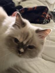Reunited Female Cat last seen McMillan and five mile, Boise, ID 83713