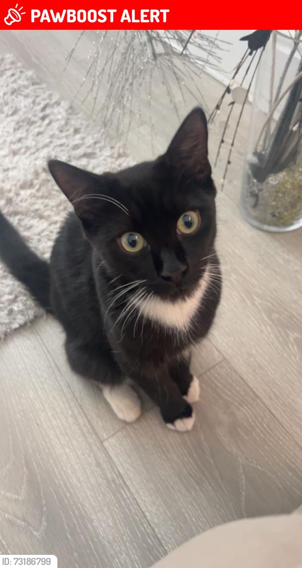 Lost Male Cat last seen Linaker primary school, Merseyside, England 