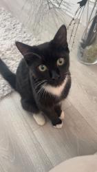 Lost Male Cat last seen Linaker primary school, Merseyside, England 