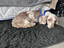 Reunited Male Dog last seen Hook Creek and 250 Street, Queens, NY 11422