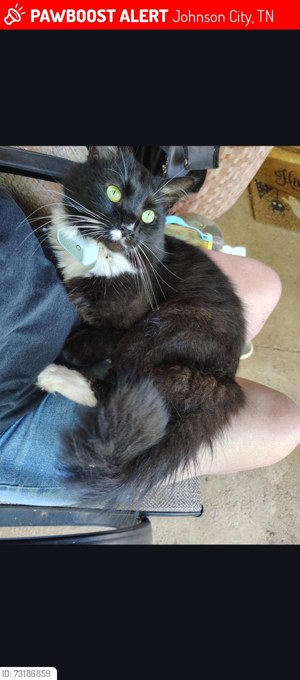 Lost Male Cat last seen Willow Springs Park, Johnson City, TN 37604