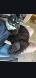 Lost Male Cat last seen Willow Springs Park, Johnson City, TN 37604