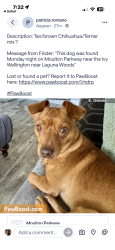 Found/Stray Male Dog last seen Moulton and Glenwood, Laguna Hills, CA 92609