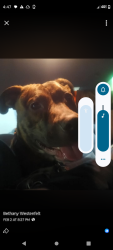 Lost Male Dog last seen Bell Rd and brookeview Estes, Nashville, TN 37211