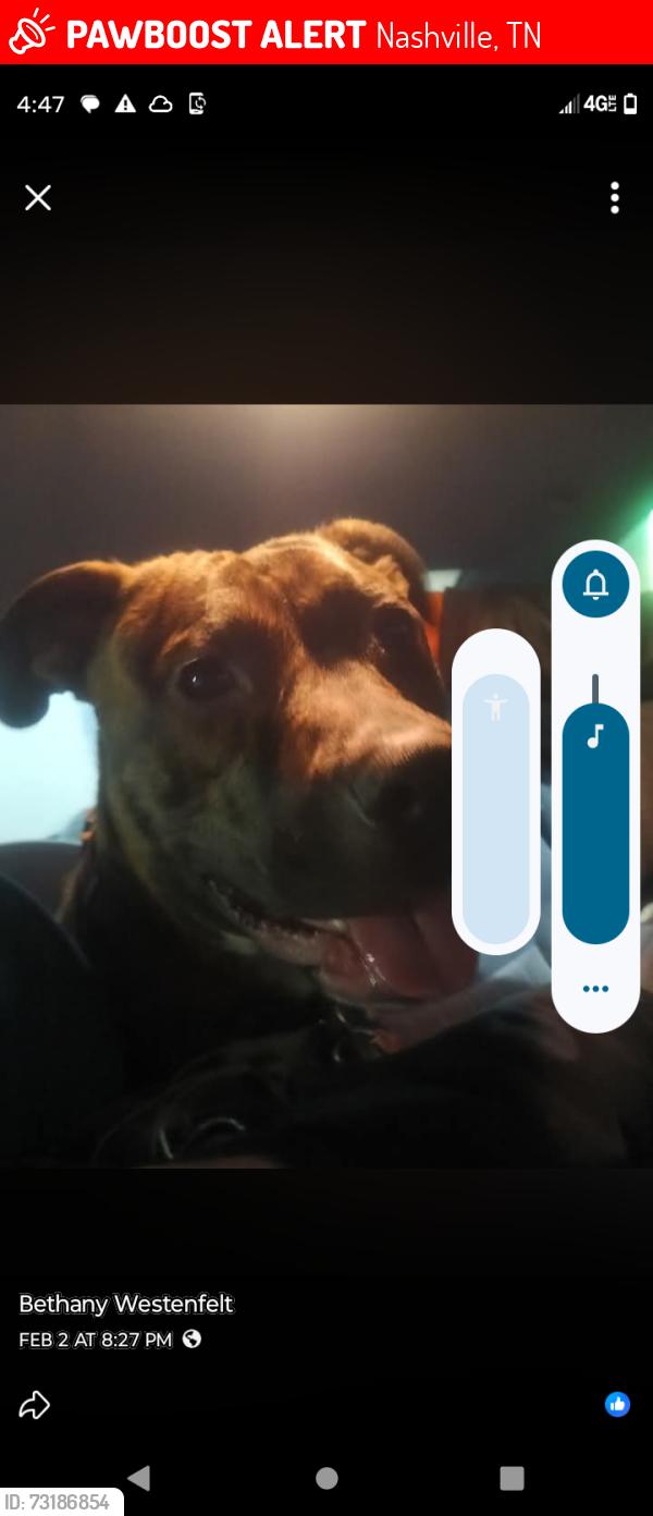 Lost Male Dog last seen Bell Rd and brookeview Estes, Nashville, TN 37211