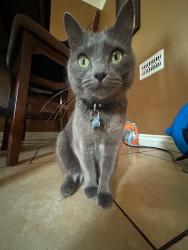 Reunited Female Cat last seen Soth street, Long Beach, CA 90805