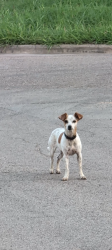 Found/Stray Unknown Dog last seen S 19th St, Waco, Waco, TX 76703