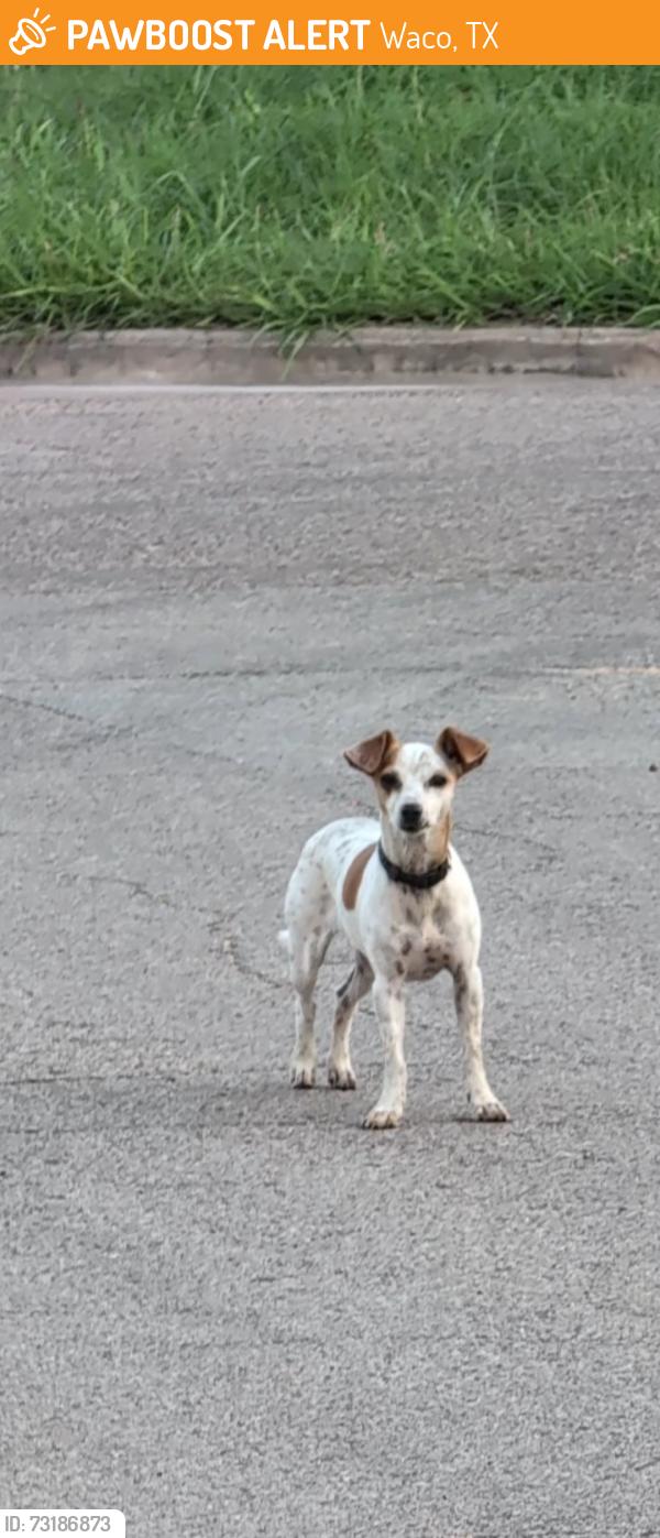 Found/Stray Unknown Dog last seen S 19th St, Waco, Waco, TX 76703