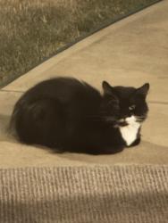 Found/Stray Unknown Cat last seen Night Vista and Antoinette, Parma, OH 44129