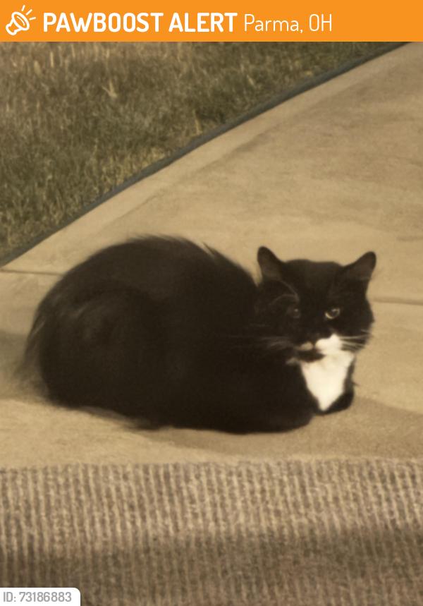 Found/Stray Unknown Cat last seen Night Vista and Antoinette, Parma, OH 44129