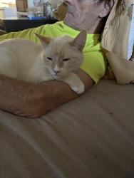 Reunited Male Cat last seen Mercy SannJuan hosp, Carmichael, CA 95608