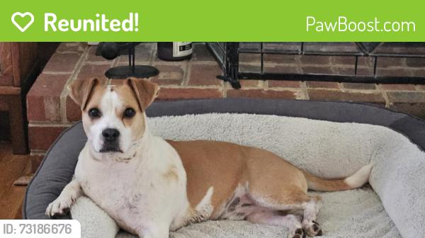 Reunited Male Dog last seen Lewis Rd, Fieldstone subdivision, Chesterfield County, VA 23831