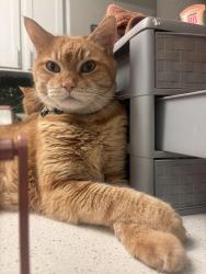 Lost Male Cat last seen Russell and Grand Canyon, Las Vegas, NV 89148