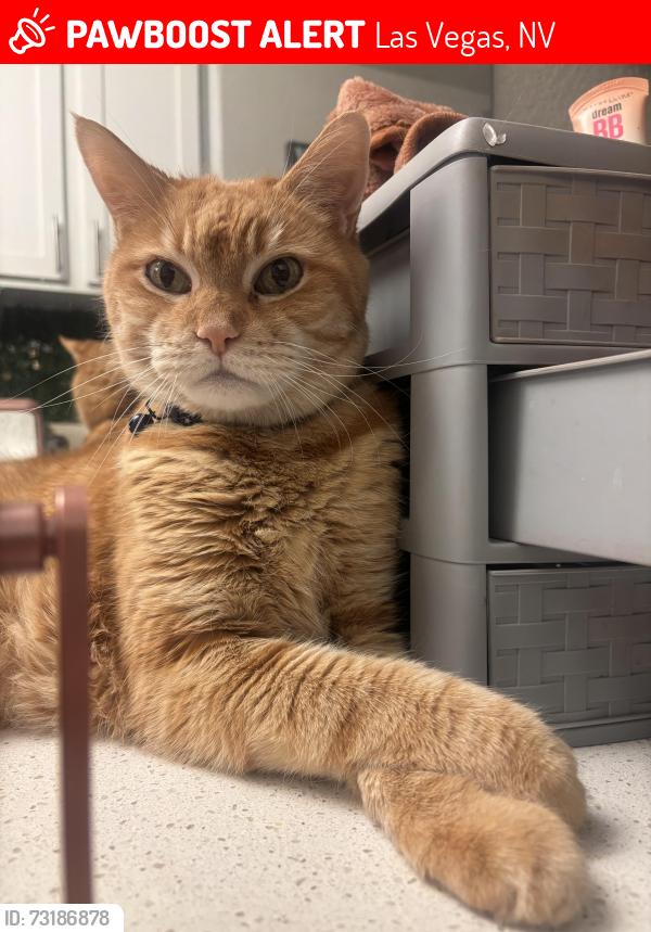 Lost Male Cat last seen Russell and Grand Canyon, Las Vegas, NV 89148