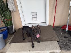 Reunited Male Dog last seen Near Holly Dr, Fontana, CA 92335, USA, Fontana, CA 92335