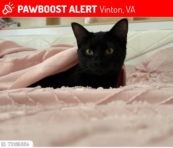 Lost Female Cat last seen Behind vinton Kroger area, Vinton, VA 24179
