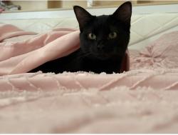 Lost Female Cat last seen Behind vinton Kroger area, Vinton, VA 24179