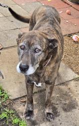 Lost Female Dog last seen Corner of Oakwood ave & Crestmoore pl., Los Angeles, CA 90291