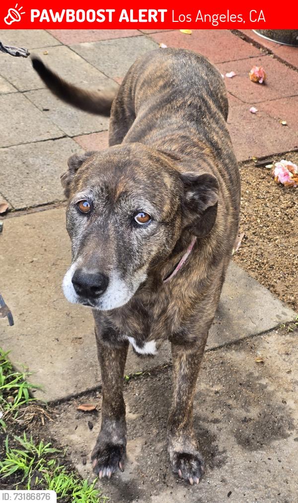 Lost Female Dog last seen Corner of Oakwood ave & Crestmoore pl., Los Angeles, CA 90291