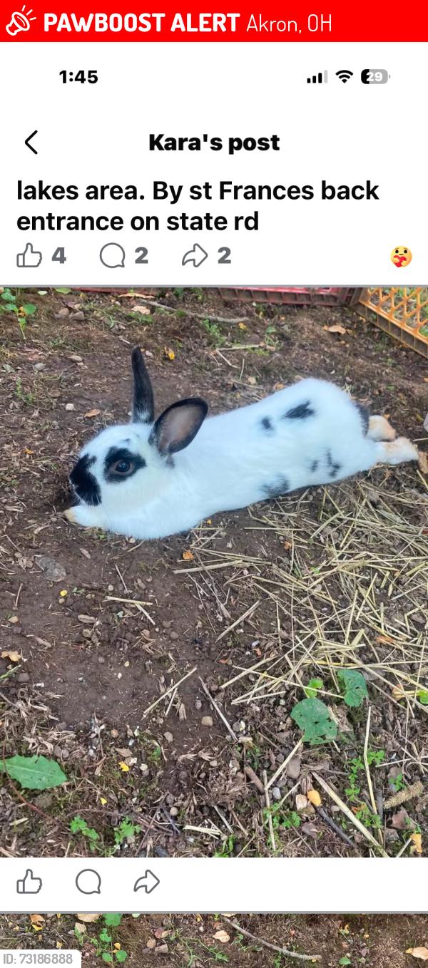 Lost Male Rabbit last seen Manchester and 619, Akron, OH 44319